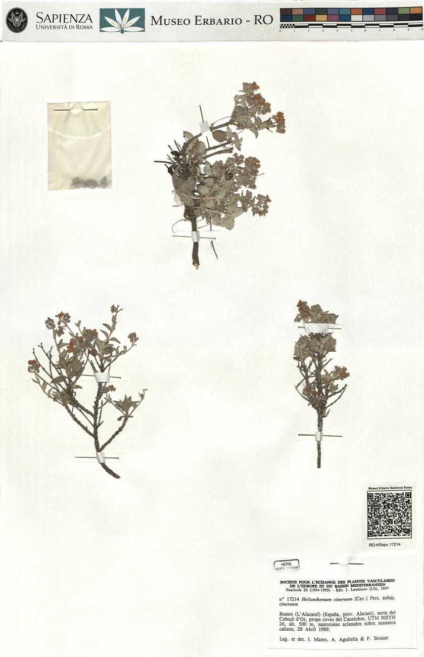 Helianthemum cinereum (Cav.) Pers. subsp. cinereum -  RO-HSepv 17214 photo