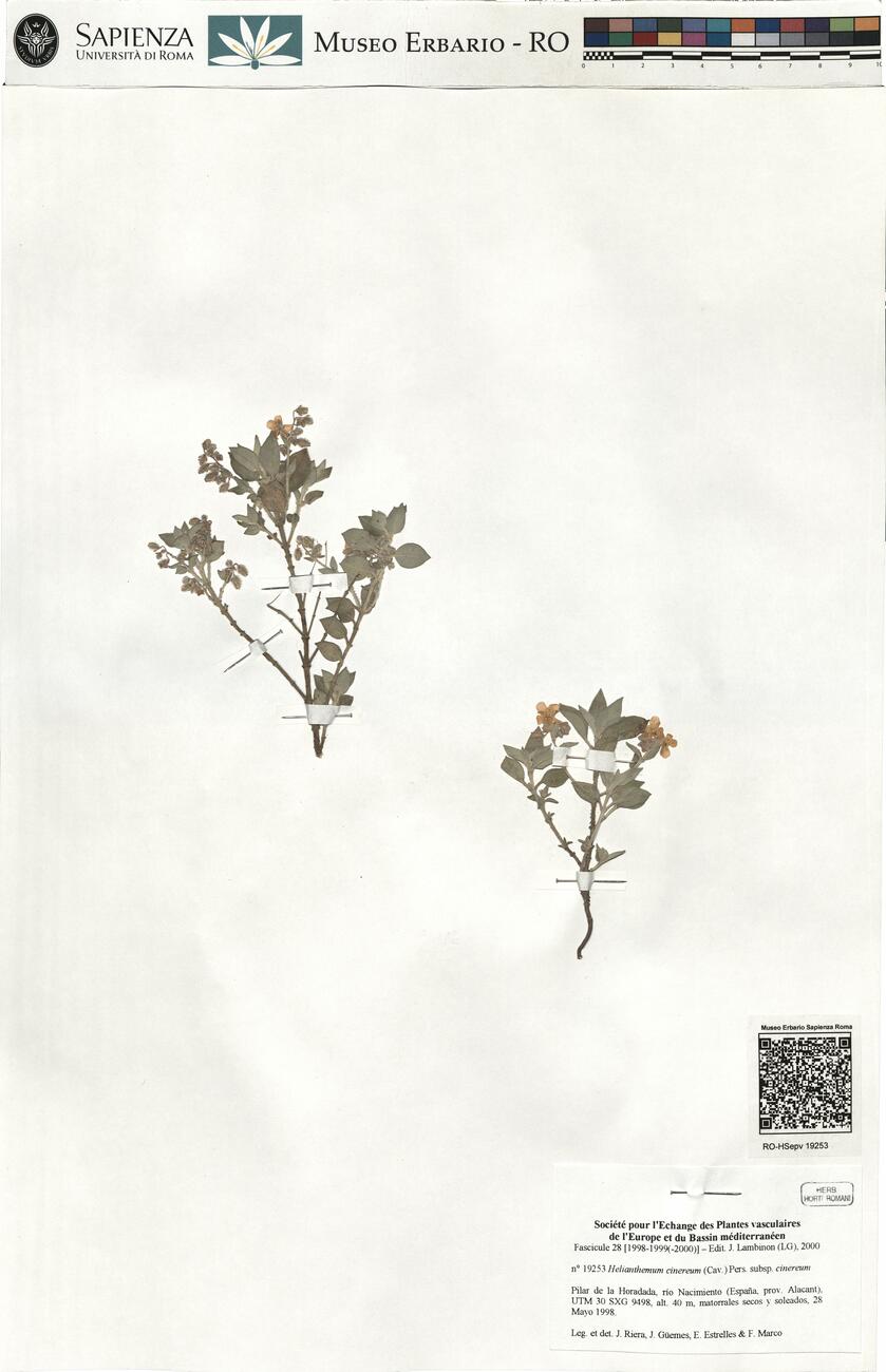 Helianthemum cinereum (Cav.) Pers. subsp. cinereum -  RO-HSepv 19253 photo