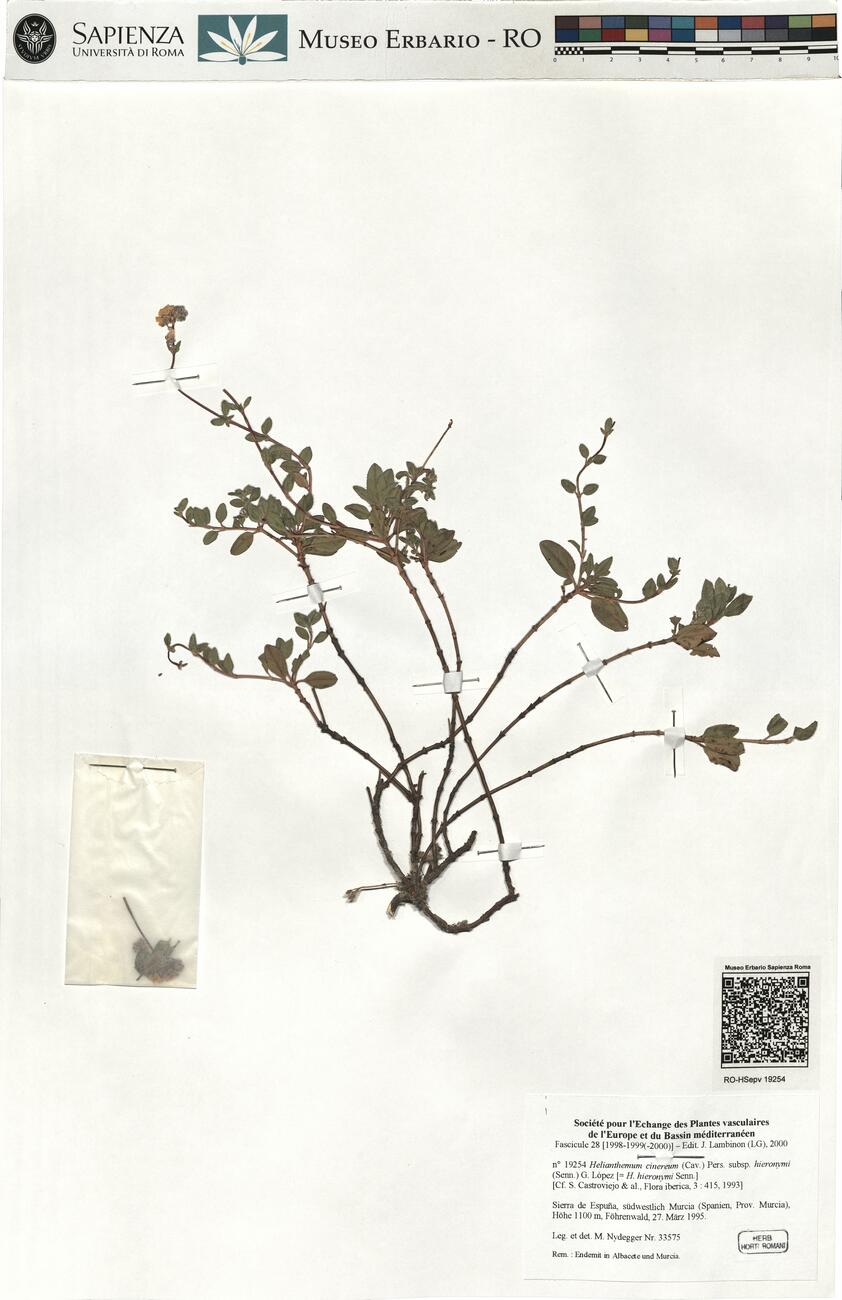 Helianthemum cinereum (Cav.) Pers. subsp. hieronymi (Senn.) G. López -  RO-HSepv 19254 photo