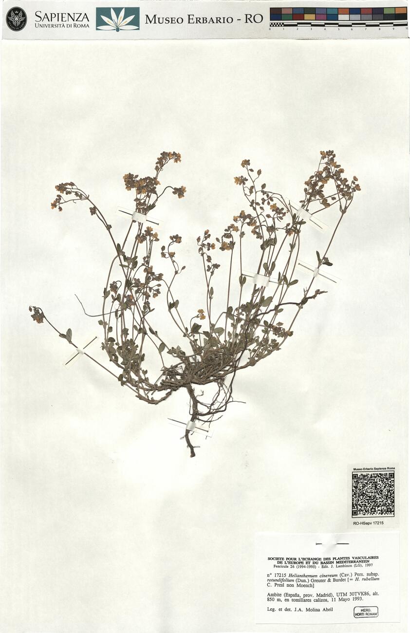 Helianthemum cinereum (Cav.) Pers. subsp. rotundifolium (Dun.) Greuter & Burdet -  RO-HSepv 17215 photo