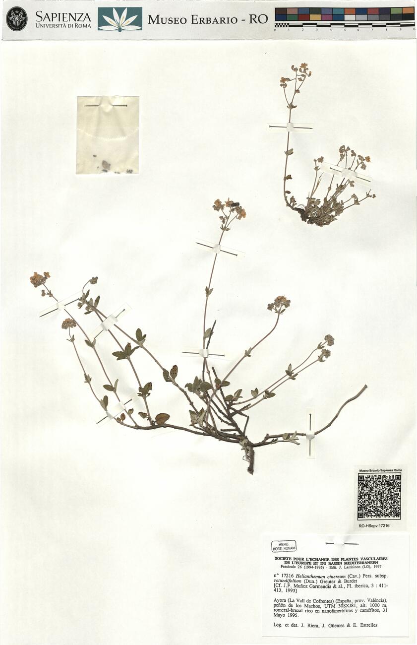 Helianthemum cinereum (Cav.) Pers. subsp. rotundifolium (Dun.) Greuter & Burdet -  RO-HSepv 17216 photo