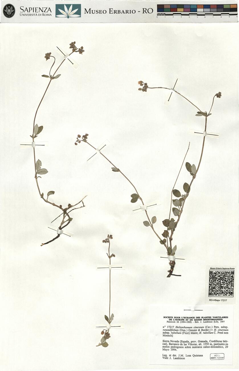 Helianthemum cinereum (Cav.) Pers. subsp. rotundifolium (Dun.) Greuter & Burdet -  RO-HSepv 17217 photo