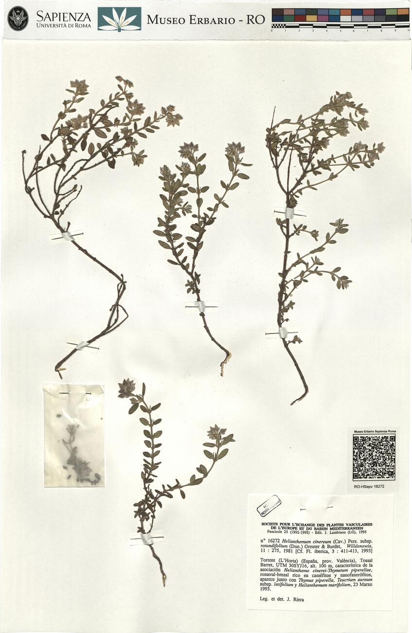 Helianthemum cinereum (Cav.) Pers. subsp. rotundifolium (Dun.) Greuter & Burdet ^ -  RO-HSepv 16272 photo