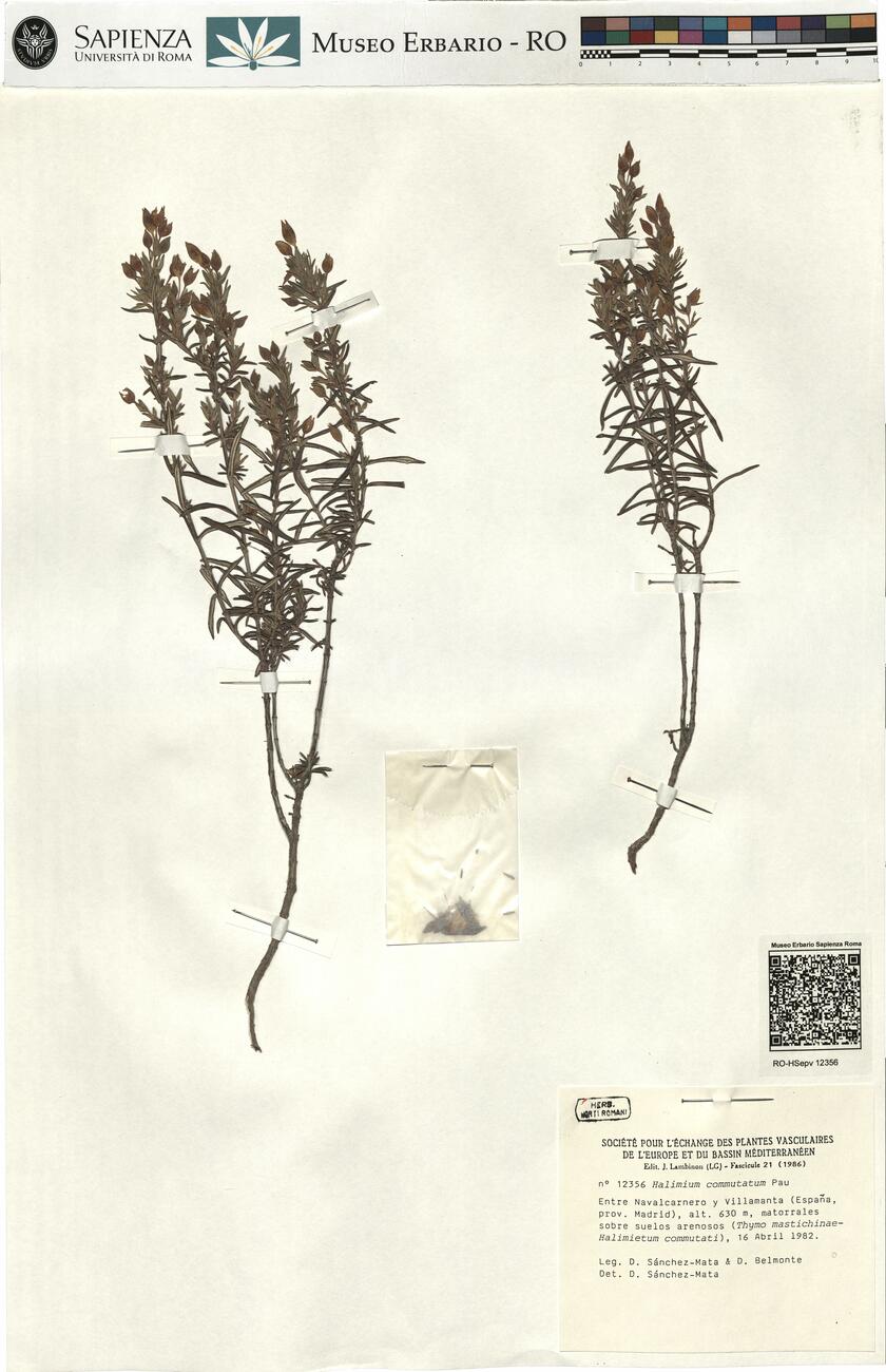 Halimium commutatum Pau -  RO-HSepv 12356 photo