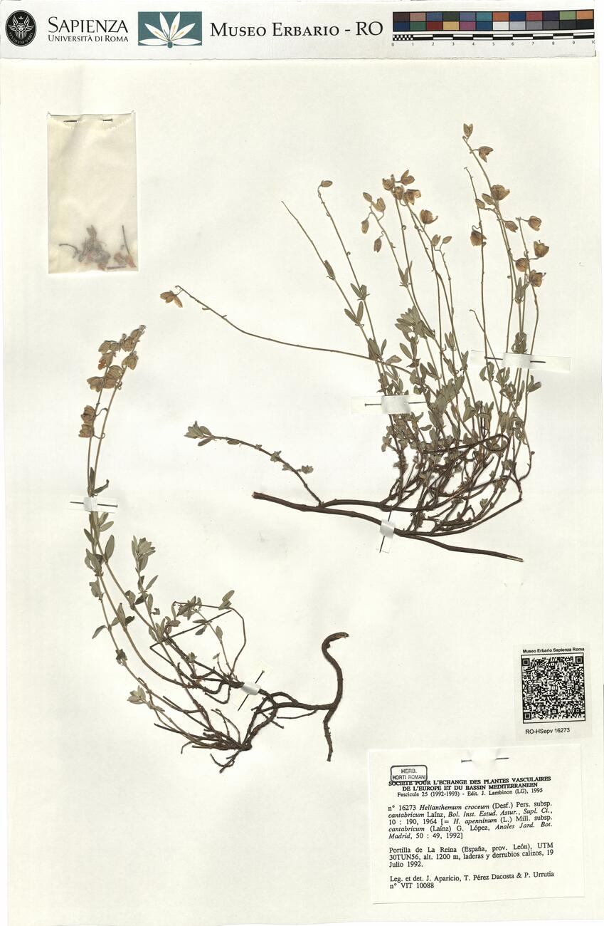 Helianthemum croceum (Desf.) Pers. subsp. cantabricum Laínz ^  -  RO-HSepv 16273 photo