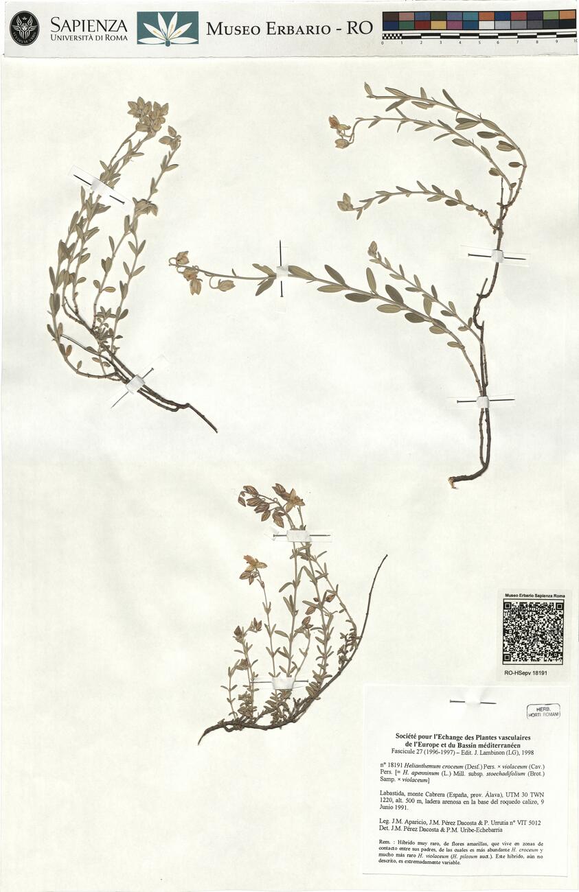 Helianthemum croceum (Desf.) Pers. x violaceum (Cav.) Pers.  -  RO-HSepv 18191 photo