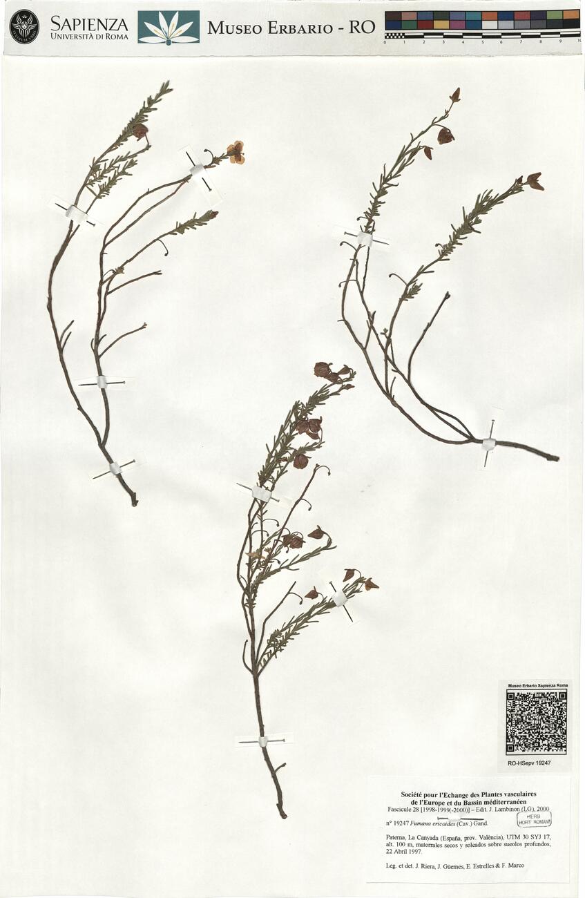 Fumana ericoides (Cav.) Gand. -  RO-HSepv 19247 photo