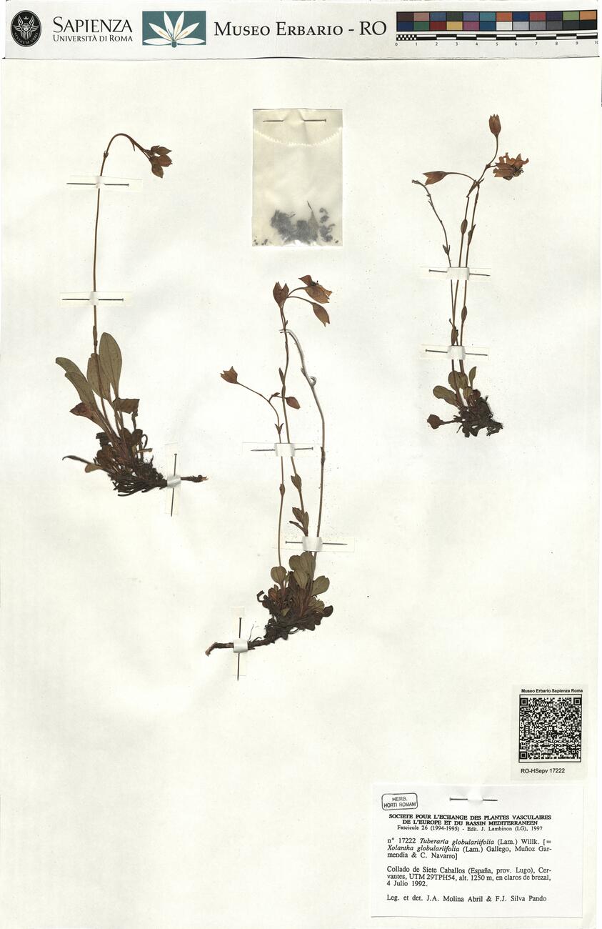 Tuberaria globulariifolia (Lam.) Willk.  -  RO-HSepv 17222 photo