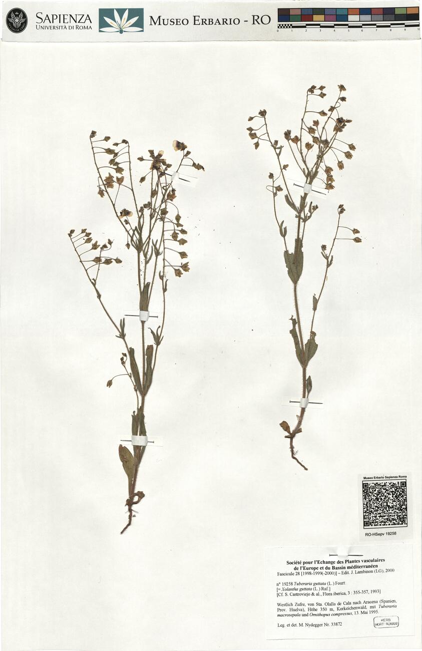 Tuberaria guttata (L.) Fourr. -  RO-HSepv 19258 photo