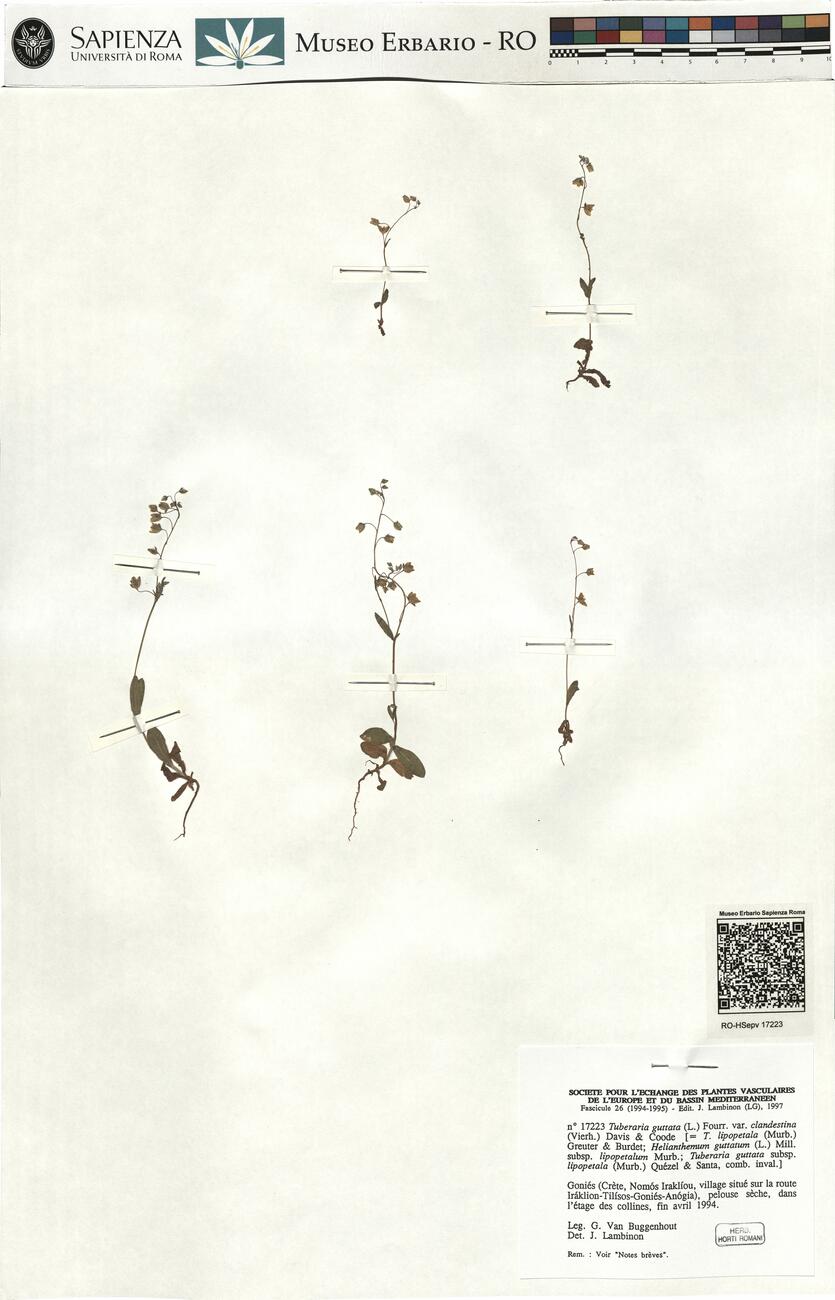 Tuberaria guttata (L.) Fourr. var. clandestina (Vierh.) Davis & Coode  -  RO-HSepv 17223 photo