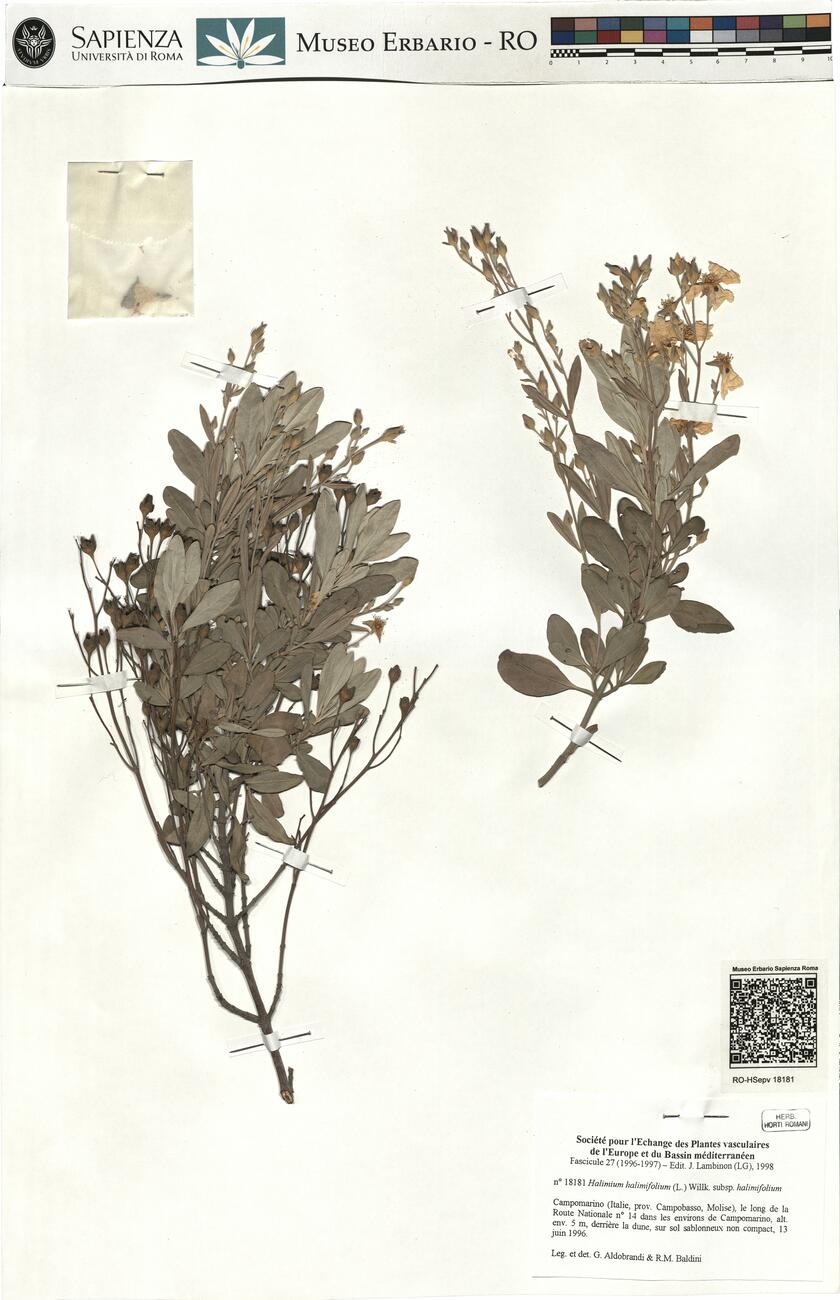 Halimium halimifolium (L.) Willk. subsp. halimifolium -  RO-HSepv 18181 photo