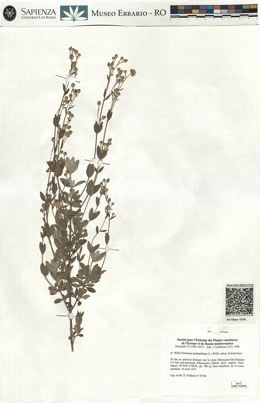 Halimium halimifolium (L.) Willk. subsp. halimifolium -  RO-HSepv 18182 photo