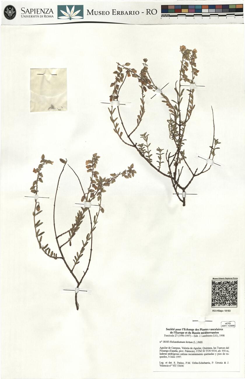 Halimium hirtum (L.) Mill. -  RO-HSepv 18183 photo