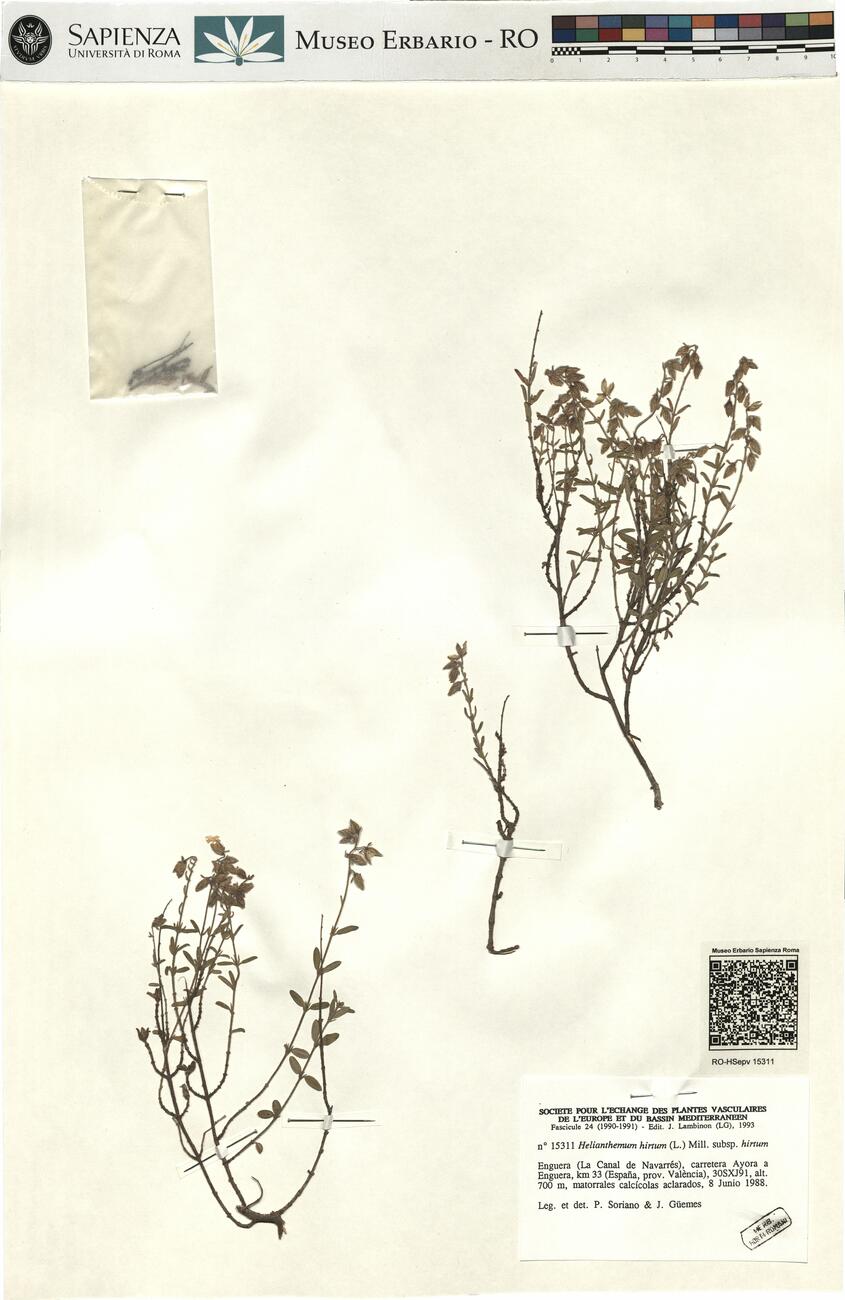 Halimium hirtum (L.) Mill. subsp. hirtum -  RO-HSepv 15311 photo
