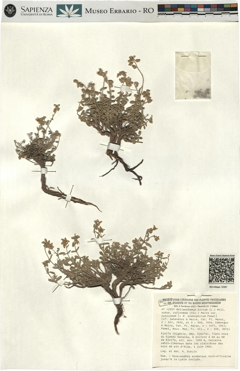 Helianthemum hirtum (L.) Mill. subsp. ruficomum (Viv.) Maire var. ruficomum ^ -  RO-HSepv 12357 photo