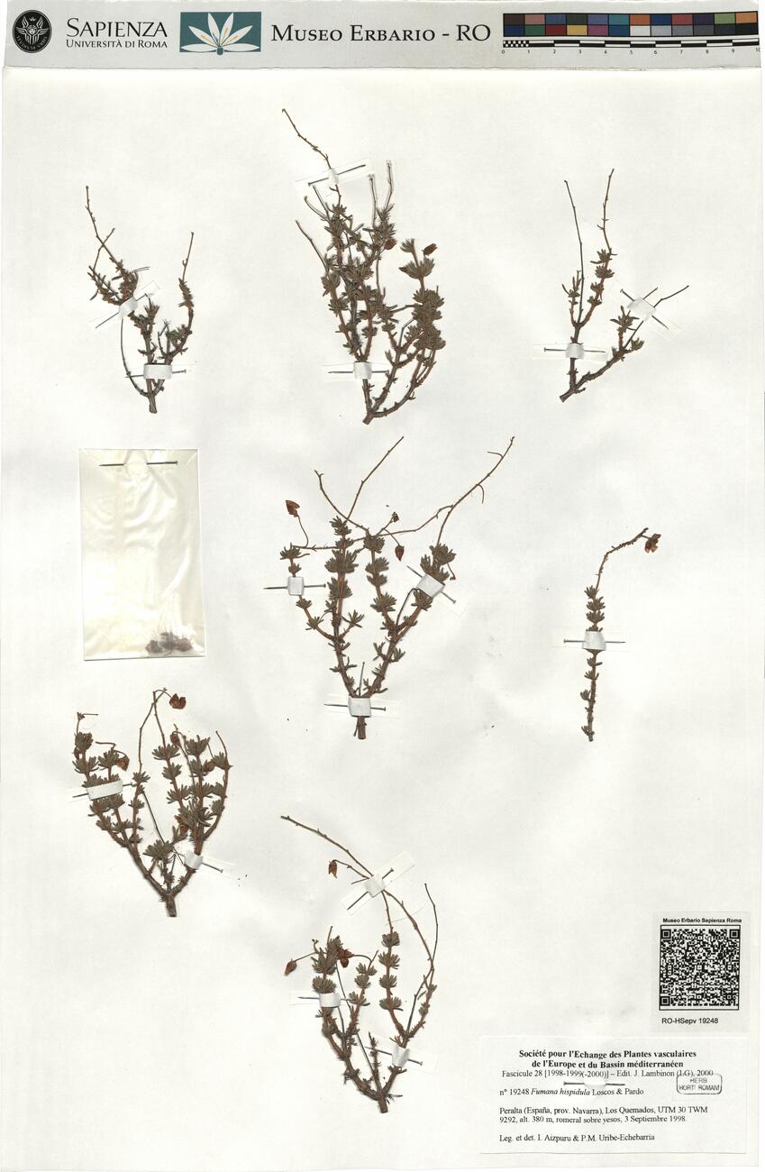 Fumana hispidula Loscos & Pardo  -  RO-HSepv 19248 photo