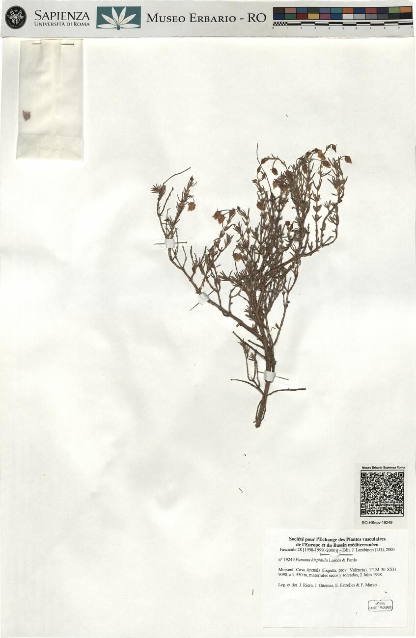 Fumana hispidula Loscos & Pardo  -  RO-HSepv 19249 photo