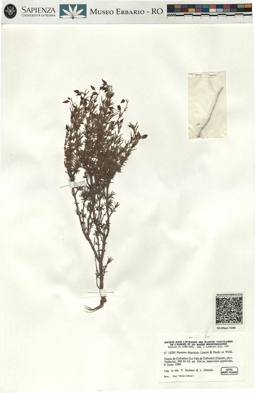 Fumana hispidula Loscos & Pardo  ex Willk. -  RO-HSepv 14285 photo