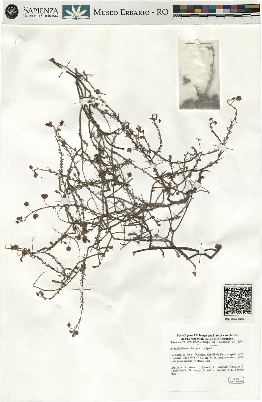 Fumana laevipes (L.) Spach -  RO-HSepv 19250 photo