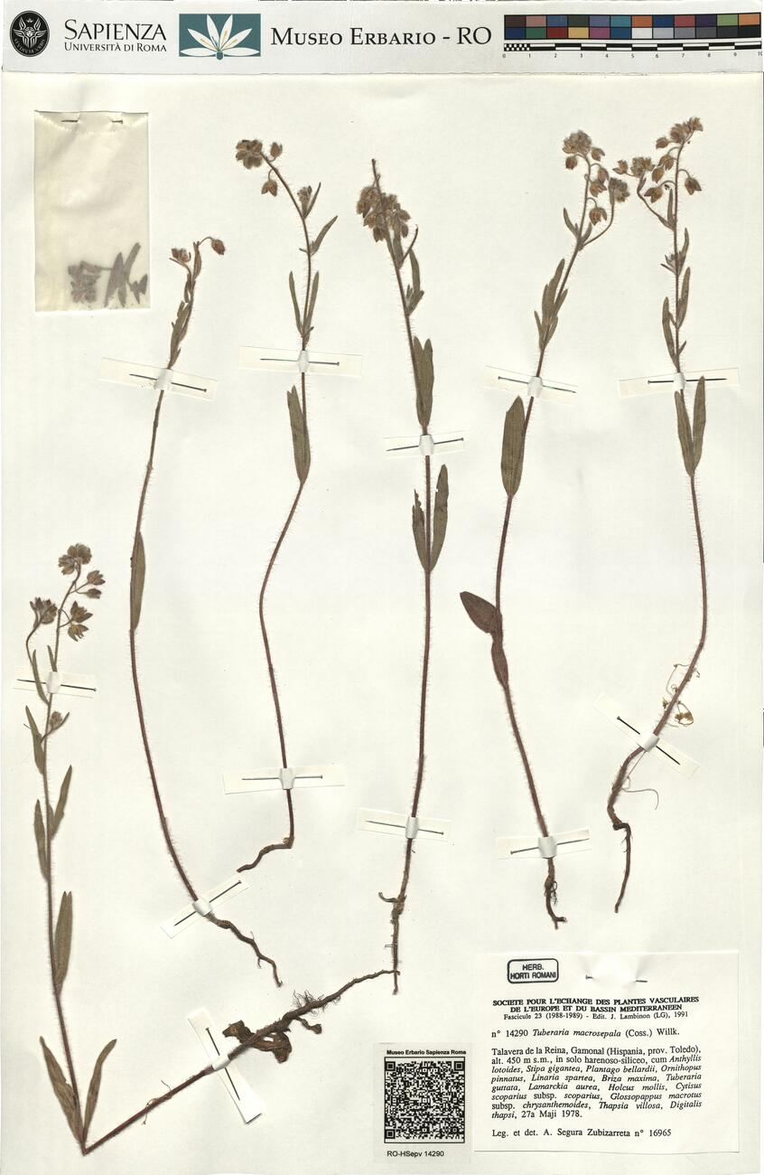 Tuberaria macrosepala (Coss.) Willk.  -  RO-HSepv 14290 photo