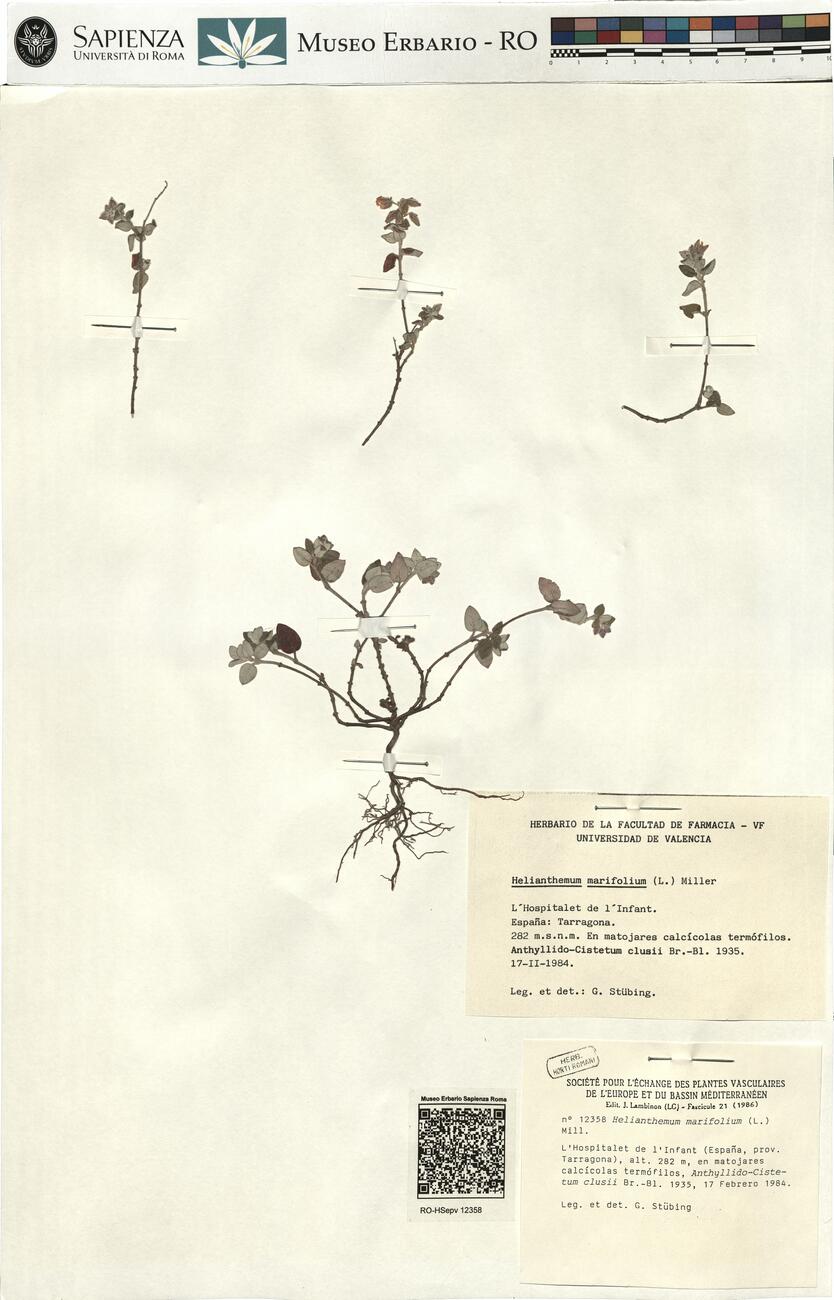 Helianthemum marifolium (L.) Mill. -  RO-HSepv 12358 photo