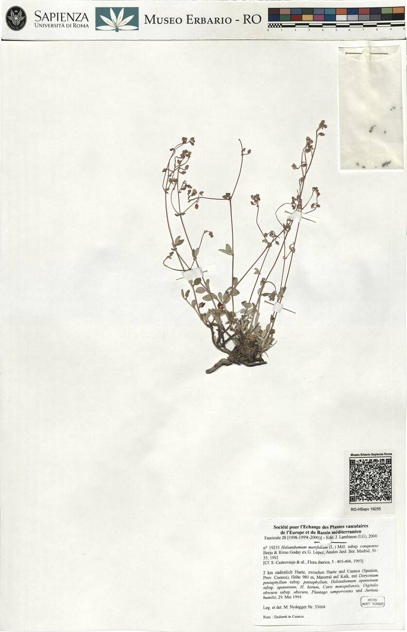 Helianthemum marifolium (L.) Mill. subsp. conquense Borja & Rivas Goday ex G. López ^ -  RO-HSepv 19255 photo