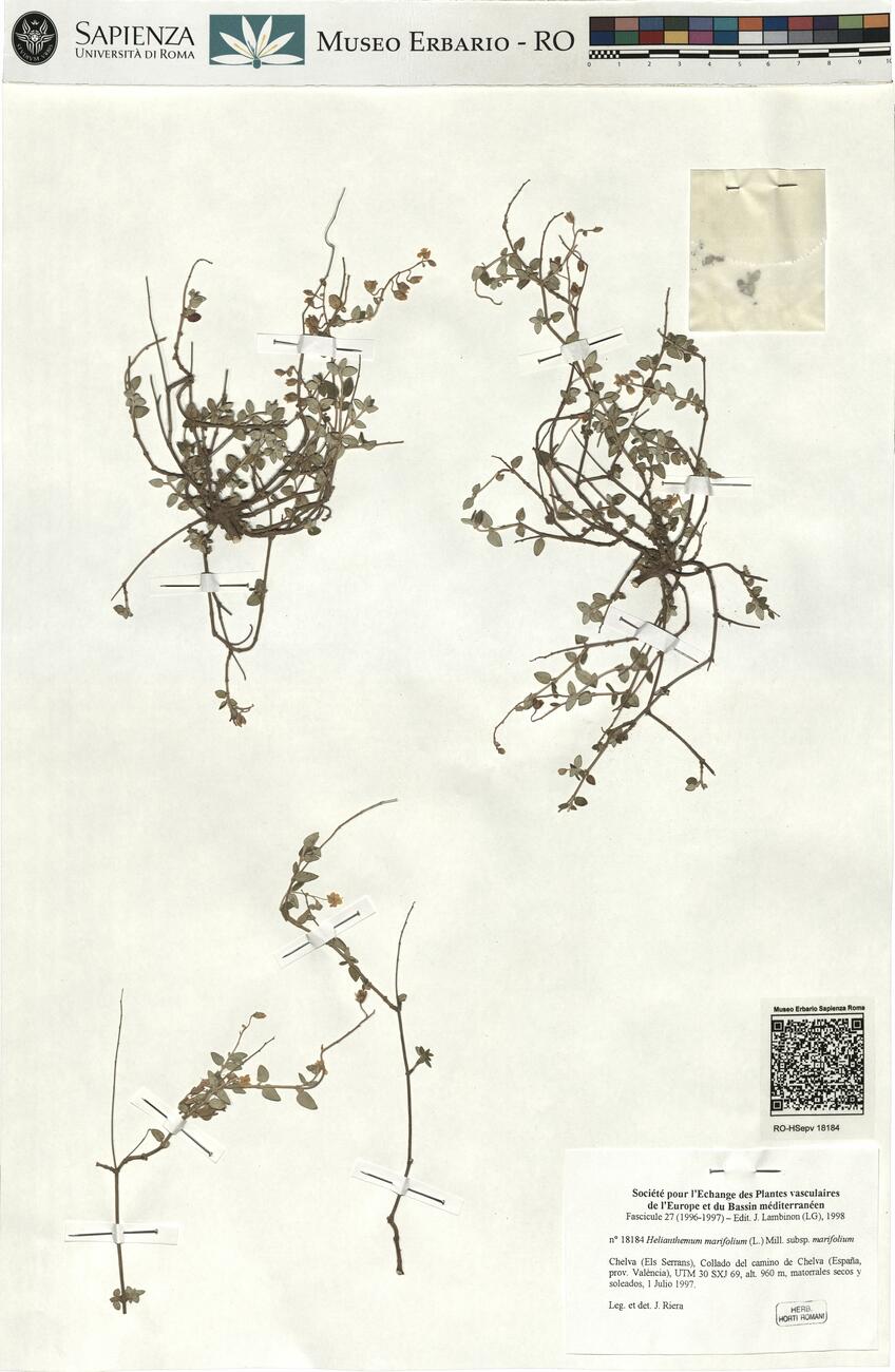 Helianthemum marifolium (L.) Mill. subsp. marifolium -  RO-HSepv 18184 photo