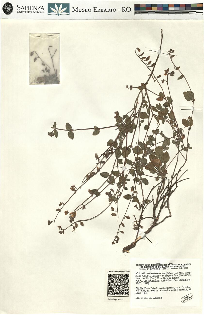 Helianthemum marifolium (L.) Mill. subsp. molle (Cav.) G. López  -  RO-HSepv 15312 photo