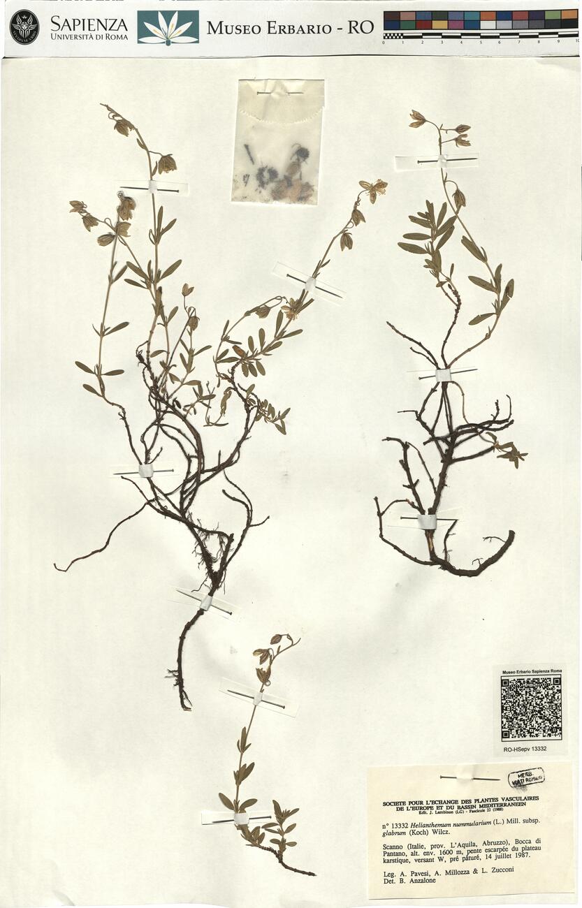 Helianthemum nummularium (L.) Mill. subsp. glabrum (Koch) Wilcz. -  RO-HSepv 13332 photo