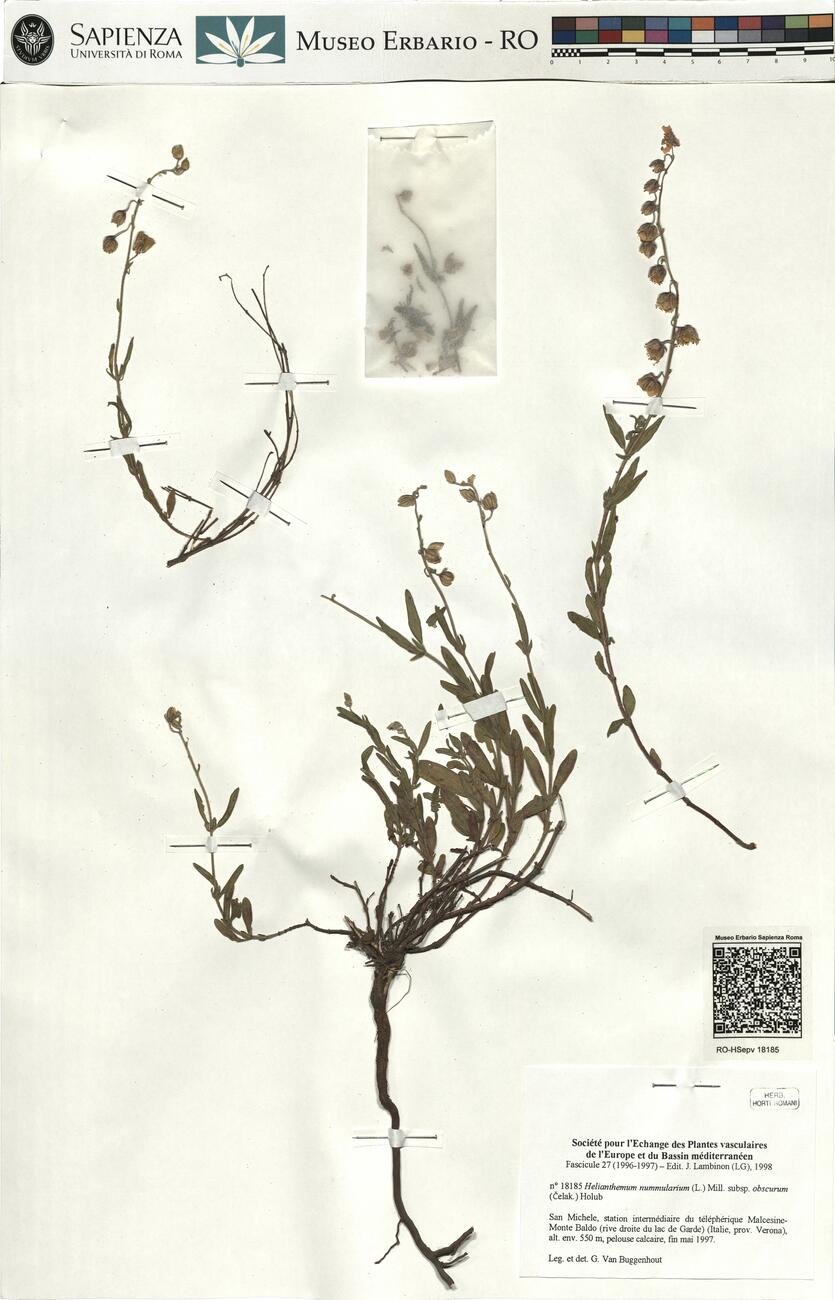 Helianthemum nummularium (L.) Mill. subsp. obscurum (Čelak.) Holub -  RO-HSepv 18185 photo