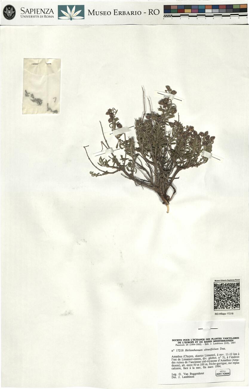 Helianthemum obtusifolium Dun. -  RO-HSepv 17218 photo