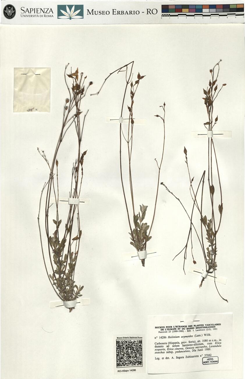 Halimium ocymoides (Lam.) Willk. -  RO-HSepv 14286 photo