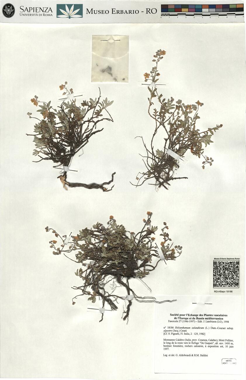 Helianthemum oelandicum (L.) Dum.-Courset subsp. alpestre (Jacq.) Cesati -  RO-HSepv 18186 photo