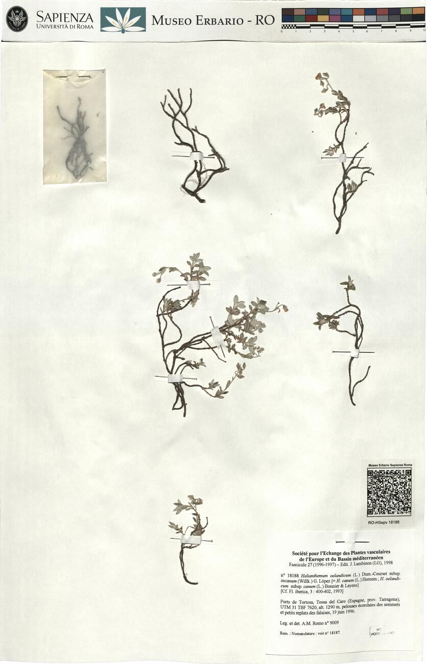 Helianthemum oelandicum (L.) Dum.-Courset subsp. incanum (Willk.) G. López -  RO-HSepv 18188 photo