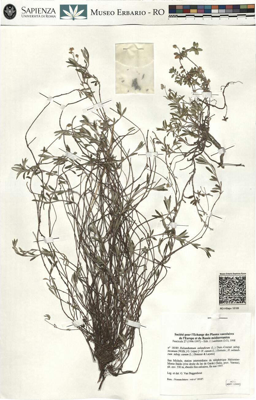 Helianthemum oelandicum (L.) Dum.-Courset subsp. incanum (Willk.) G. López -  RO-HSepv 18189 photo