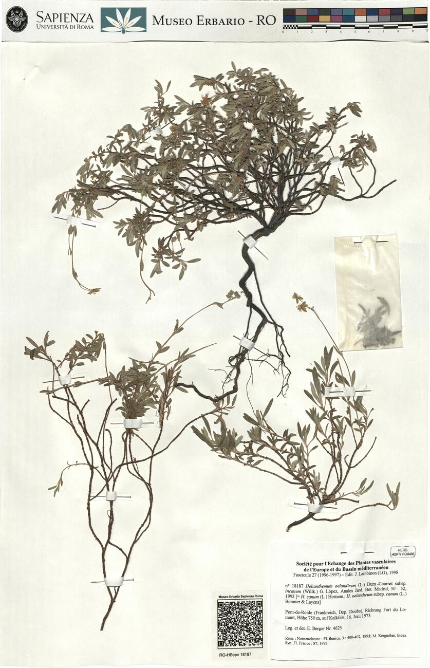 Helianthemum oelandicum (L.) Dum.-Courset subsp. incanum (Willk.) G. López ^ -  RO-HSepv 18187 photo