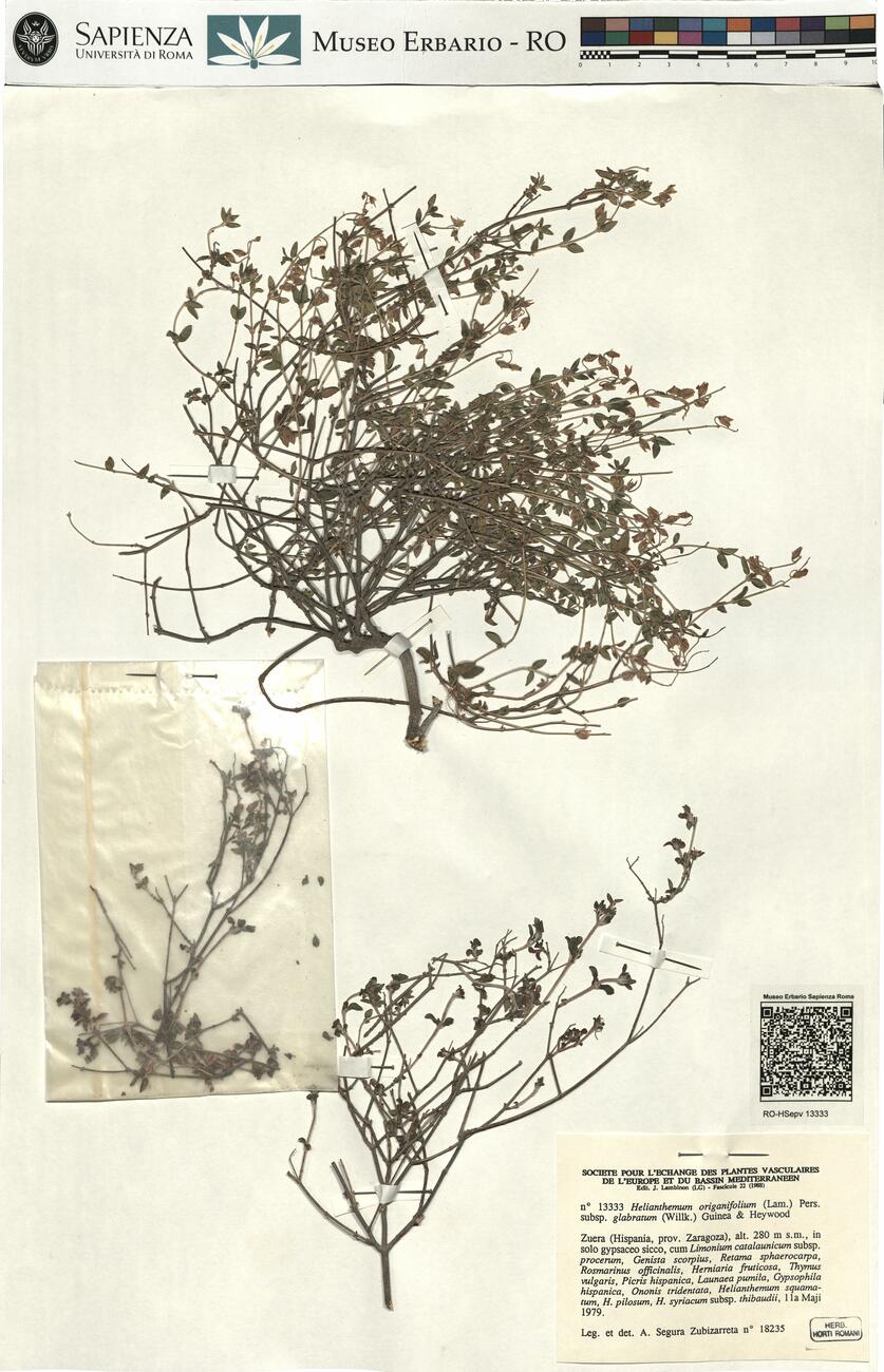 Helianthemum origanifolium (Lam.) Pers. subsp. glabratum (Willk.) Guinea & Heywood -  RO-HSepv 13333 photo