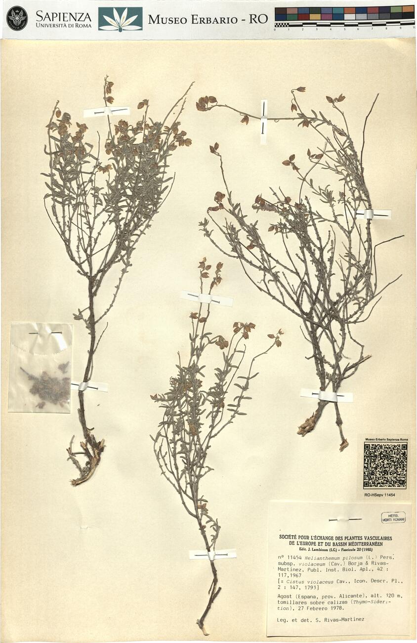 Helianthemum pilosum (L.) Pers. subsp. violaceum (Cav.) Borja & Rivas-Martinez ^ -  RO-HSepv 11454 photo