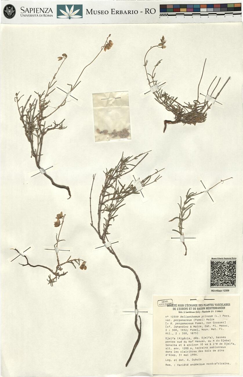 Helianthemum pilosum (L.) Pers. var. pergamaceum (Pomel) Maire  -  RO-HSepv 12359 photo