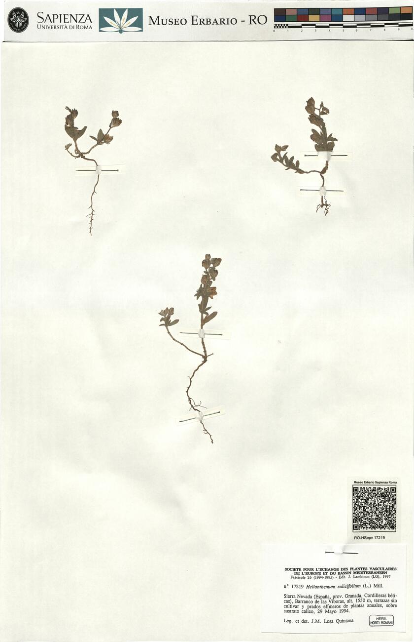 Helianthemum salicifolium (L.) Mill. -  RO-HSepv 17219 photo