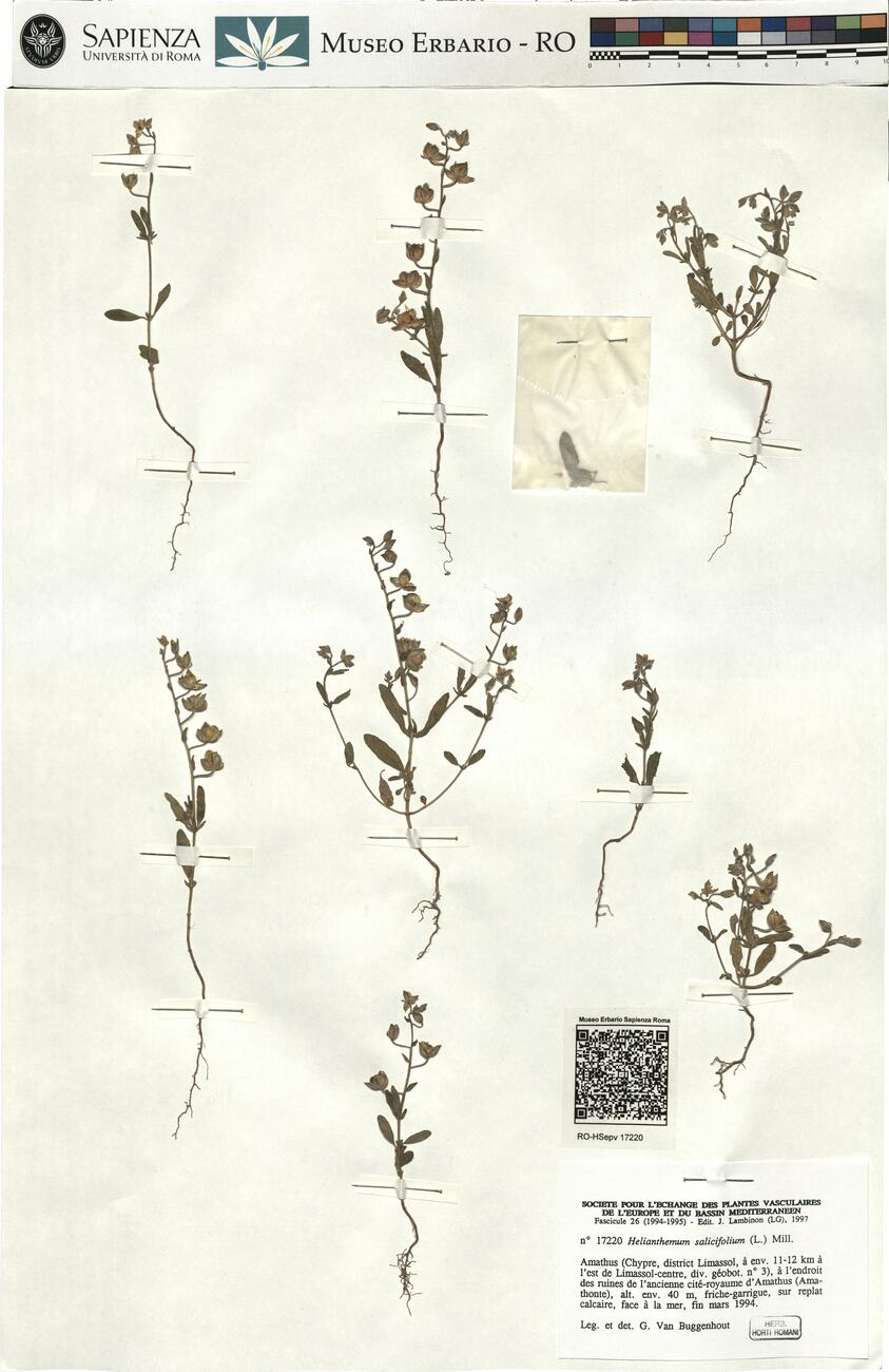 Helianthemum salicifolium (L.) Mill. -  RO-HSepv 17220 photo