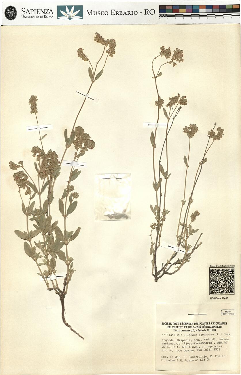Helianthemum squamatum (L.) Pers.  -  RO-HSepv 11455 photo