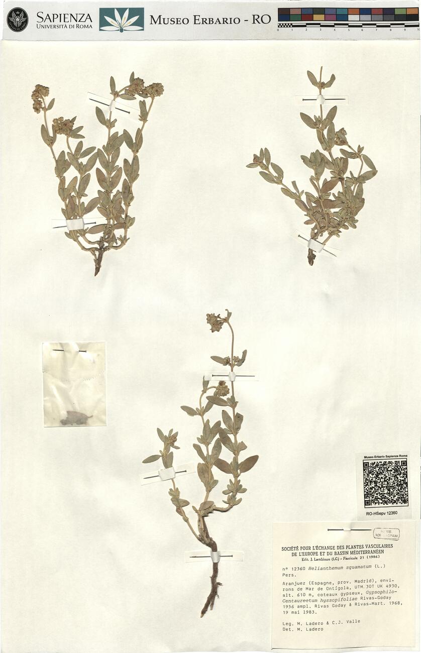 Helianthemum squamatum (L.) Pers.  -  RO-HSepv 12360 photo