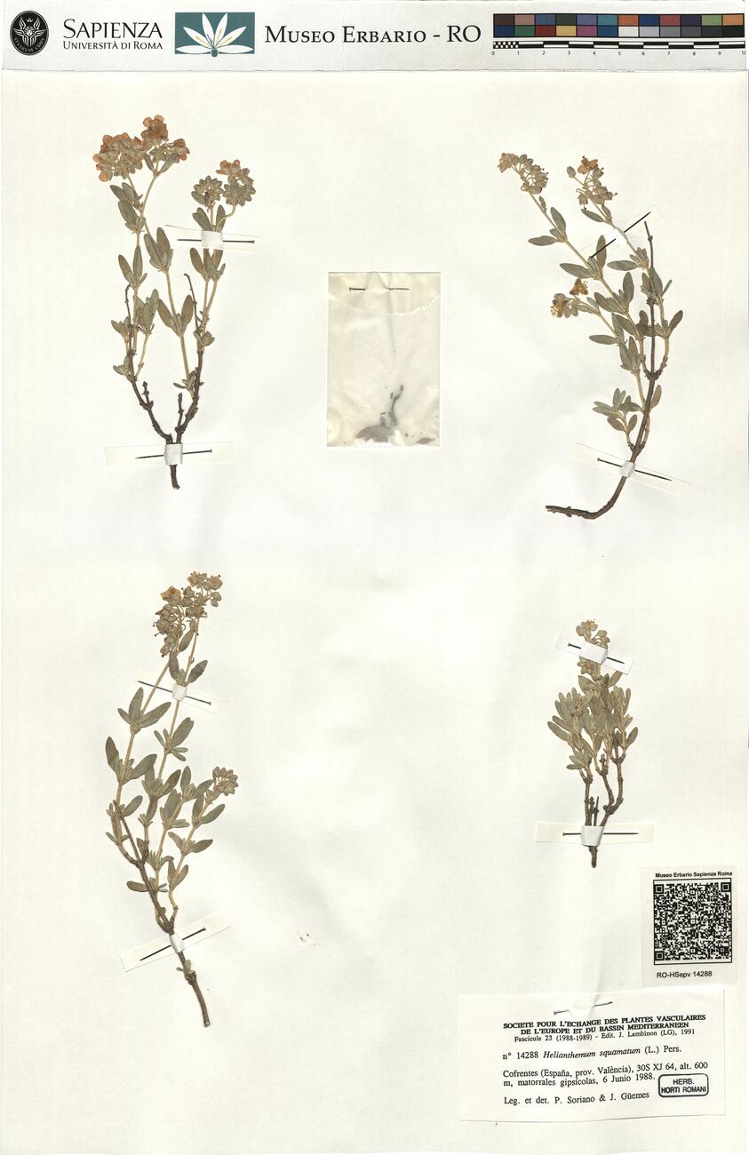 Helianthemum squamatum (L.) Pers.  -  RO-HSepv 14288 photo