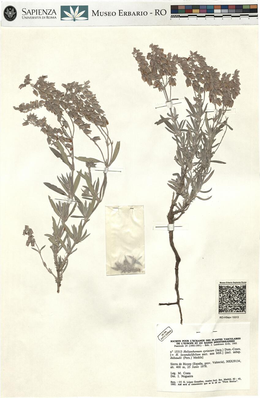 Helianthemum syriacum (Jacq.) Dum.-Cours. -  RO-HSepv 15313 photo
