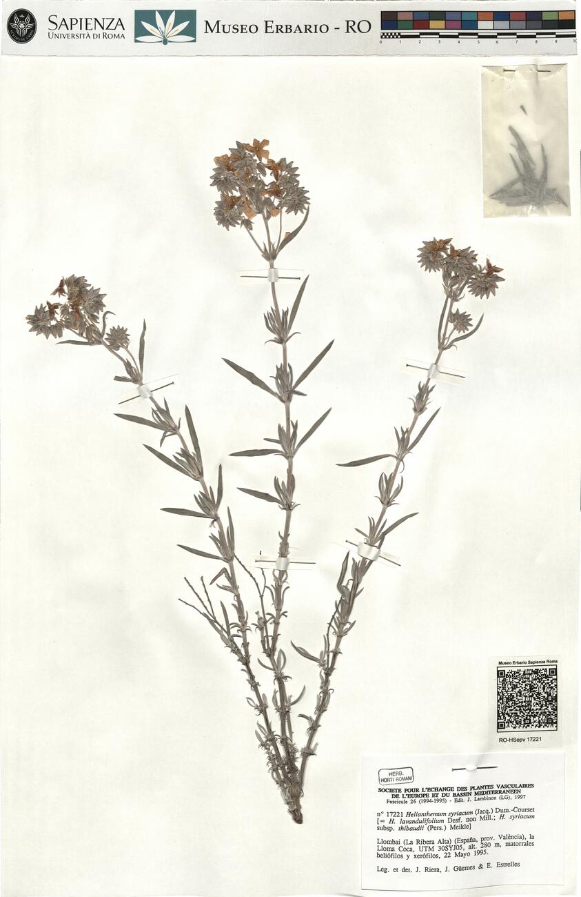 Helianthemum syriacum (Jacq.) Dum.-Courset -  RO-HSepv 17221 photo
