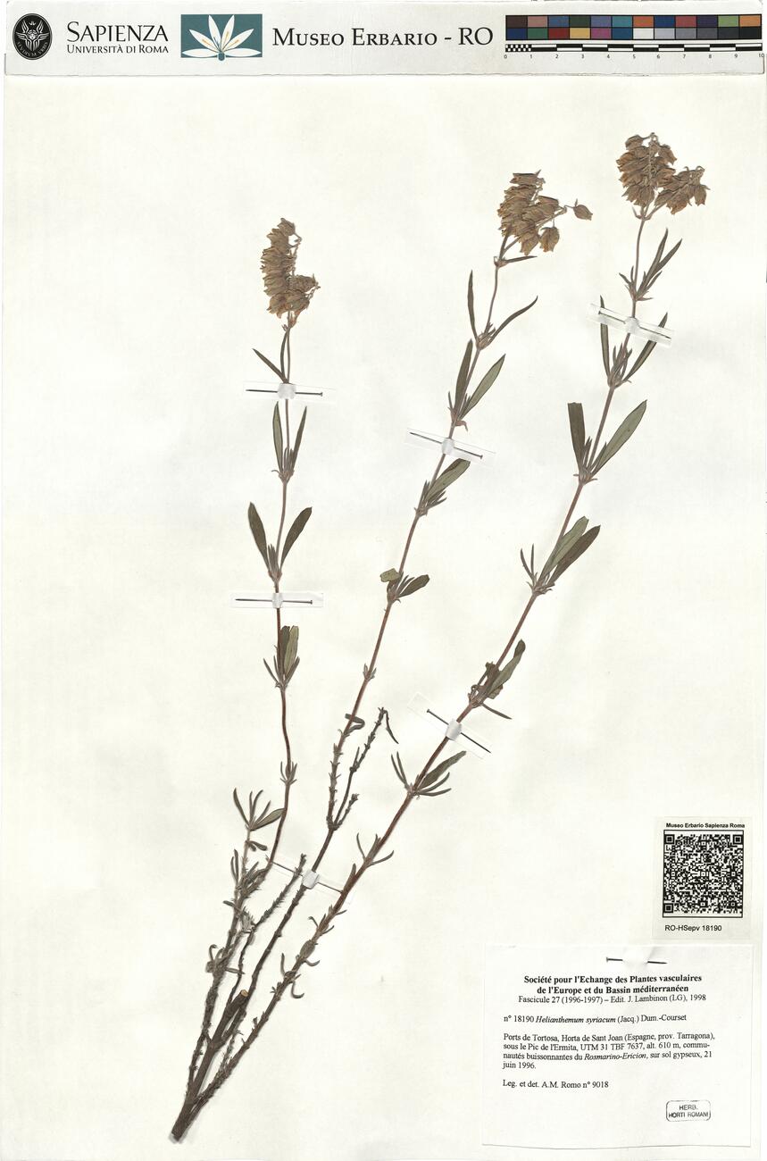 Helianthemum syriacum (Jacq.) Dum.-Courset -  RO-HSepv 18190 photo