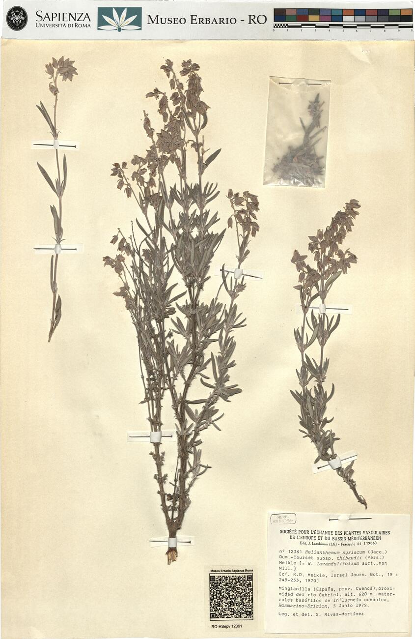 Helianthemum syriacum (Jacq.) Dum.-Courset subsp. thibaudii (Pers.) Meikle -  RO-HSepv 12361 photo