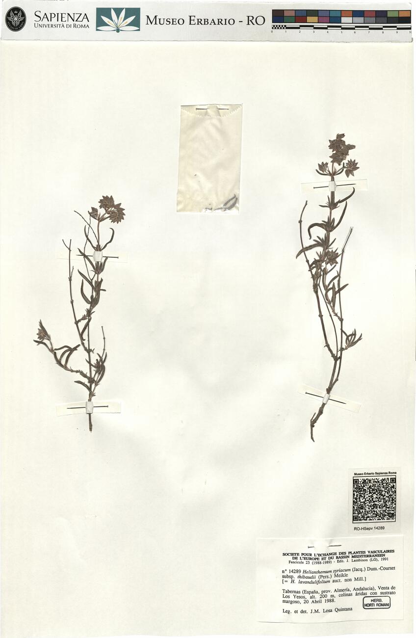 Helianthemum syriacum (Jacq.) Dum.-Courset subsp. thibaudii (Pers.) Meikle -  RO-HSepv 14289 photo