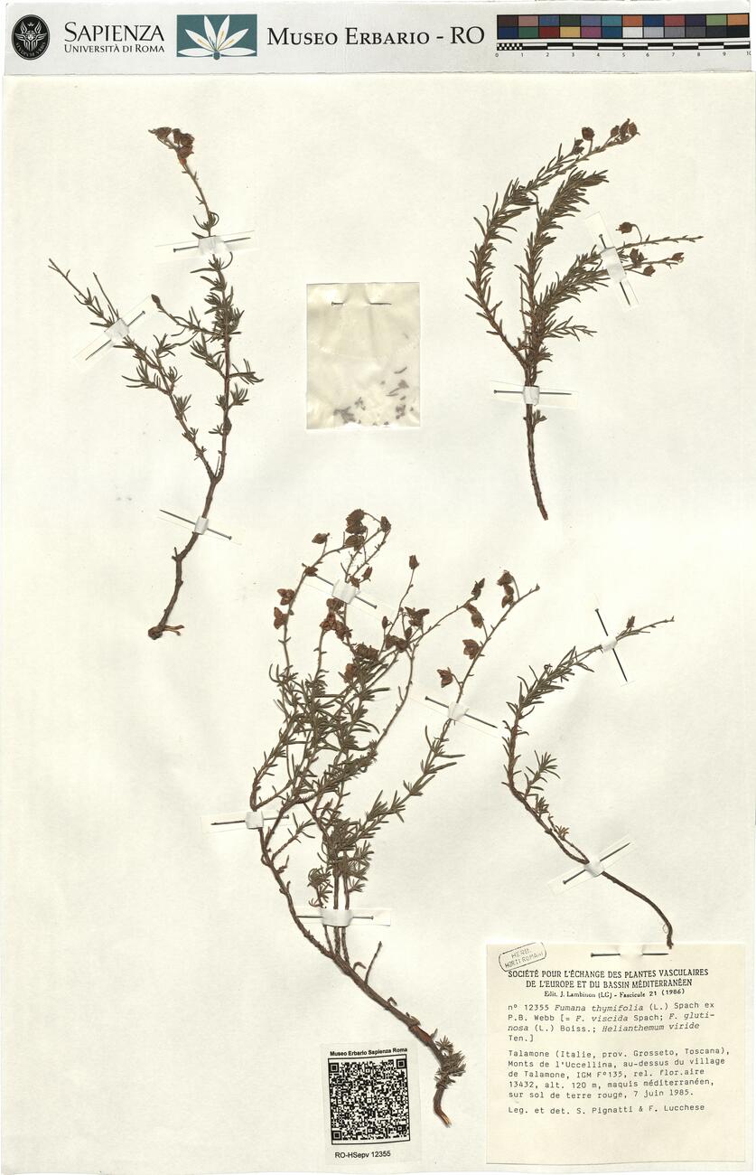 Fumana thymifolia (L.) Spach ex P.B. Webb  -  RO-HSepv 12355 photo